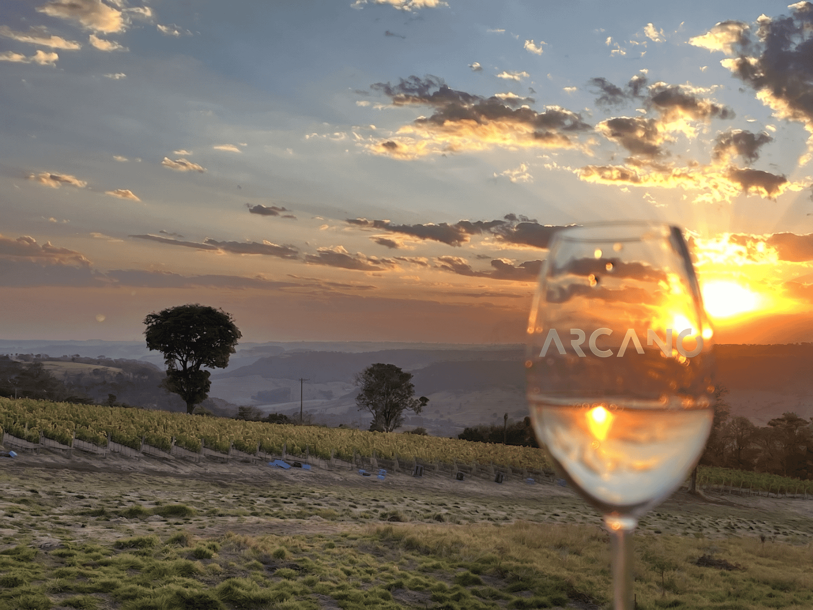 Vinhedo Arcano ao entardecer
